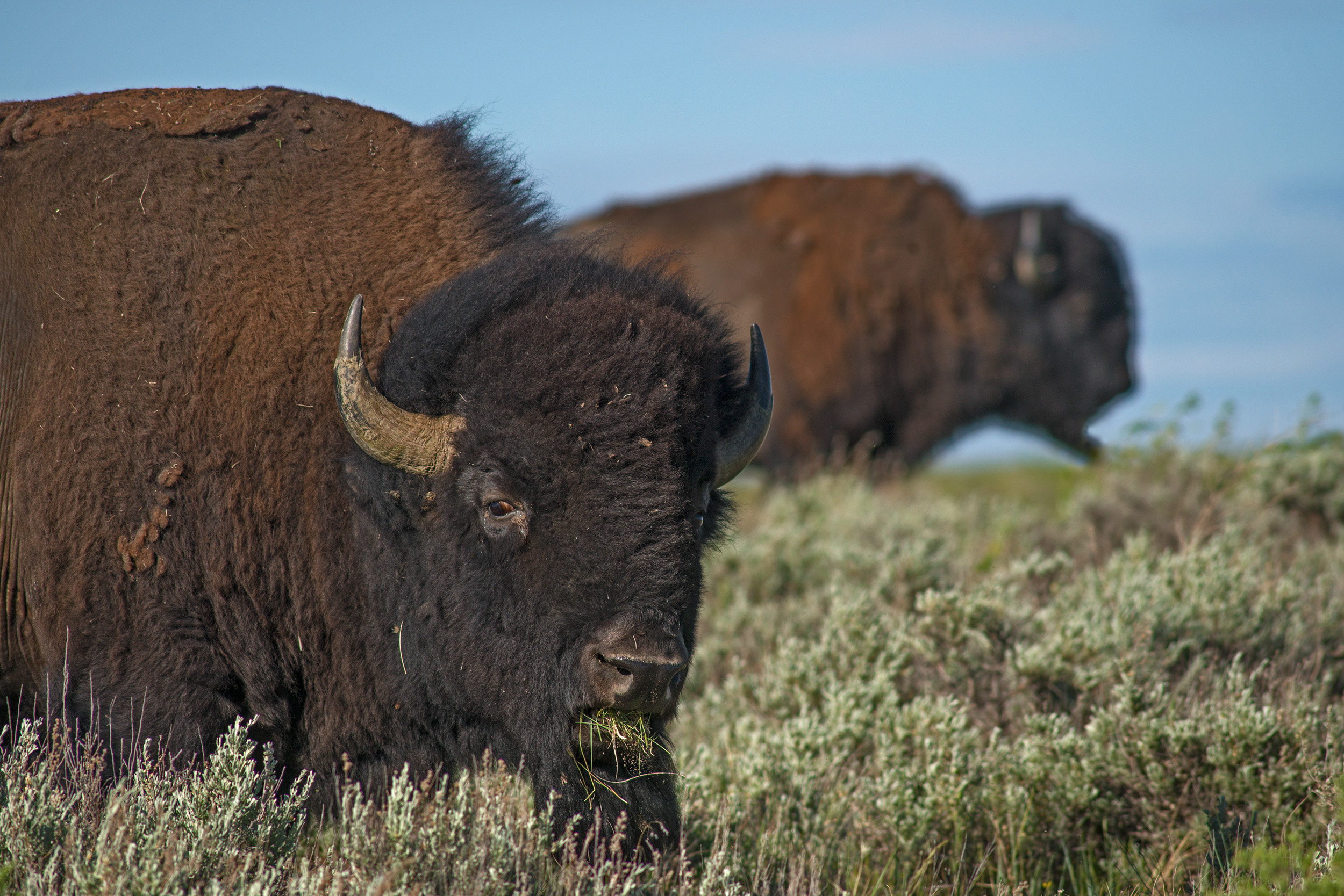 AP Bison 2