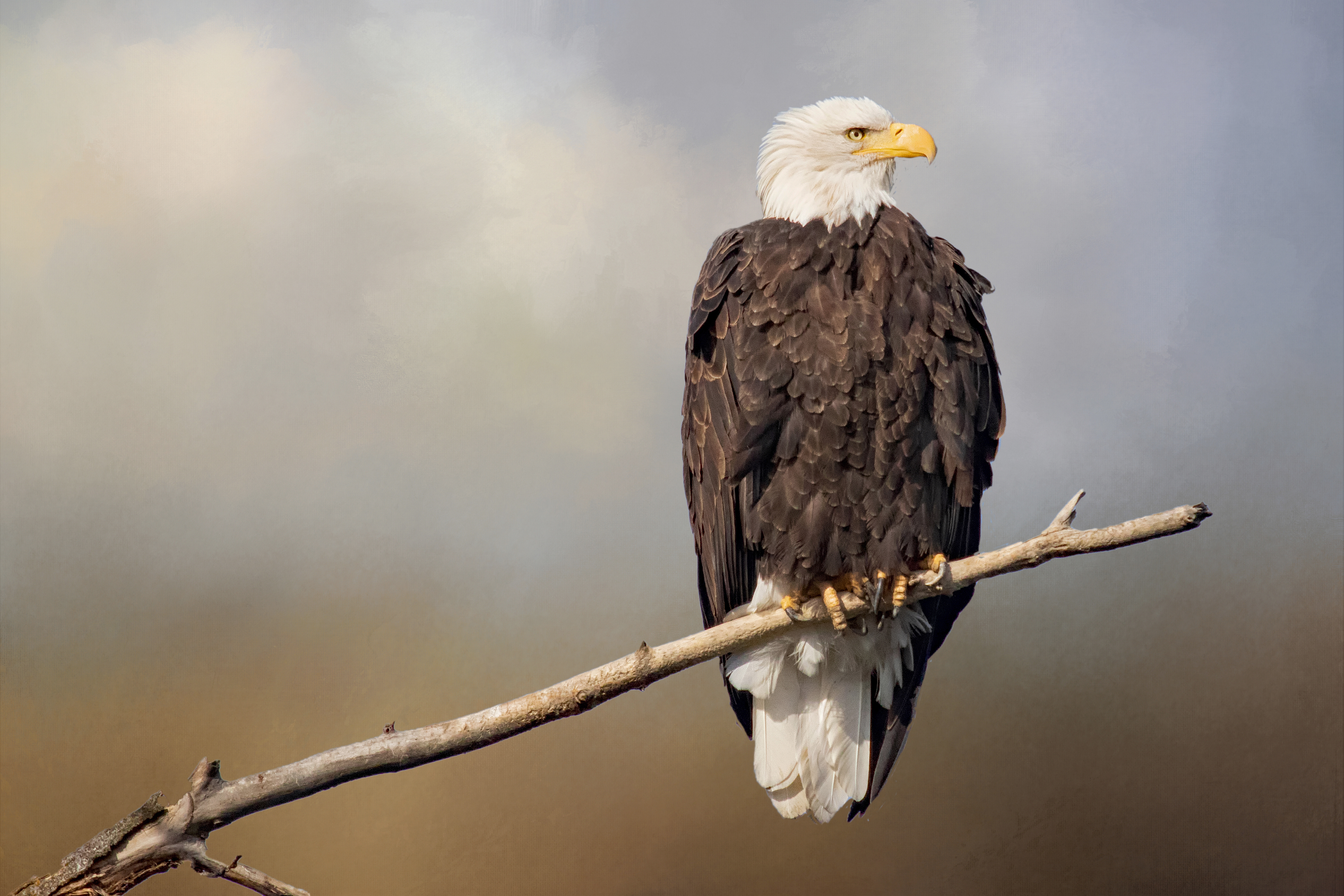 BaldEagle