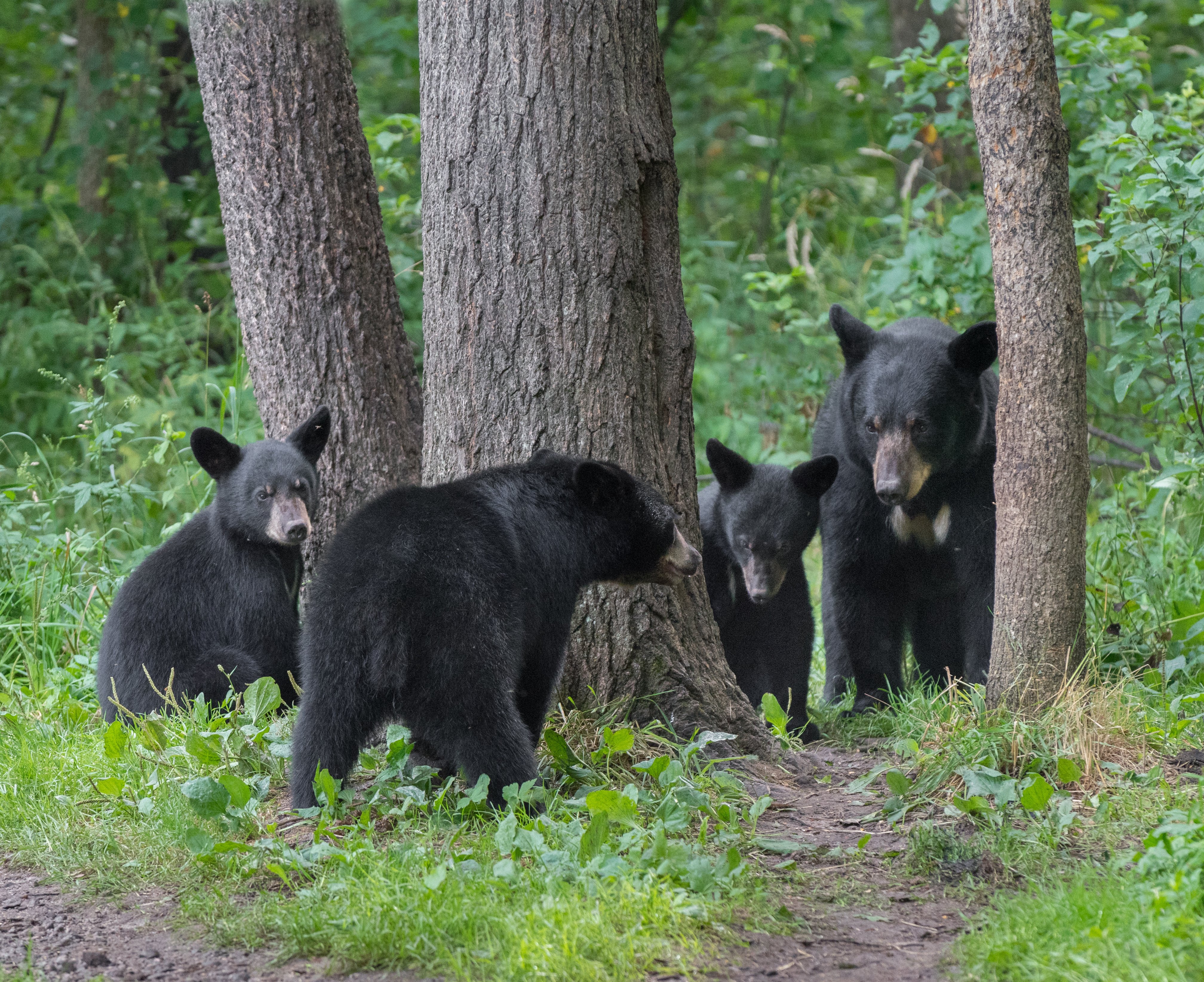 BlackBearFamily