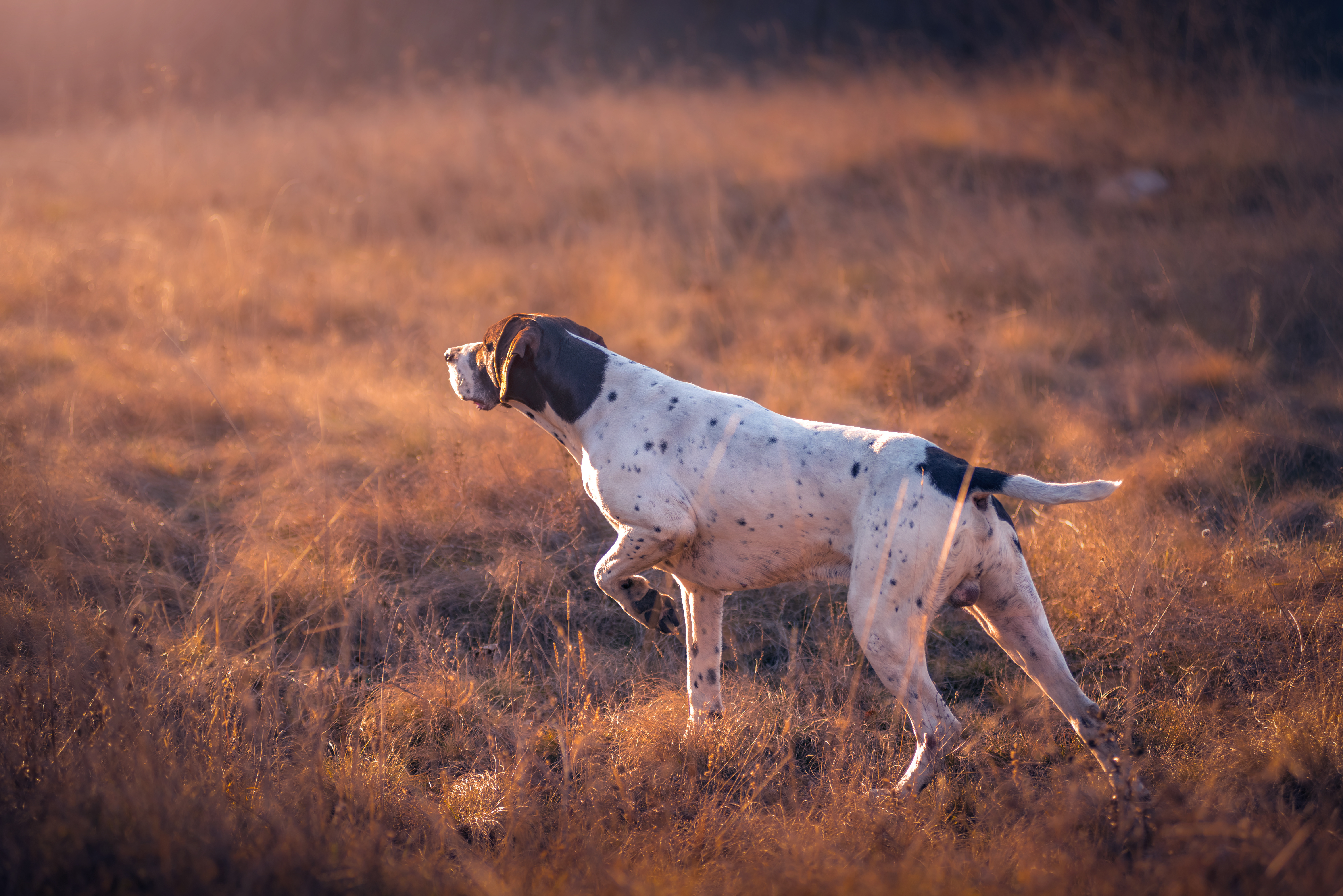 Hunting Dog
