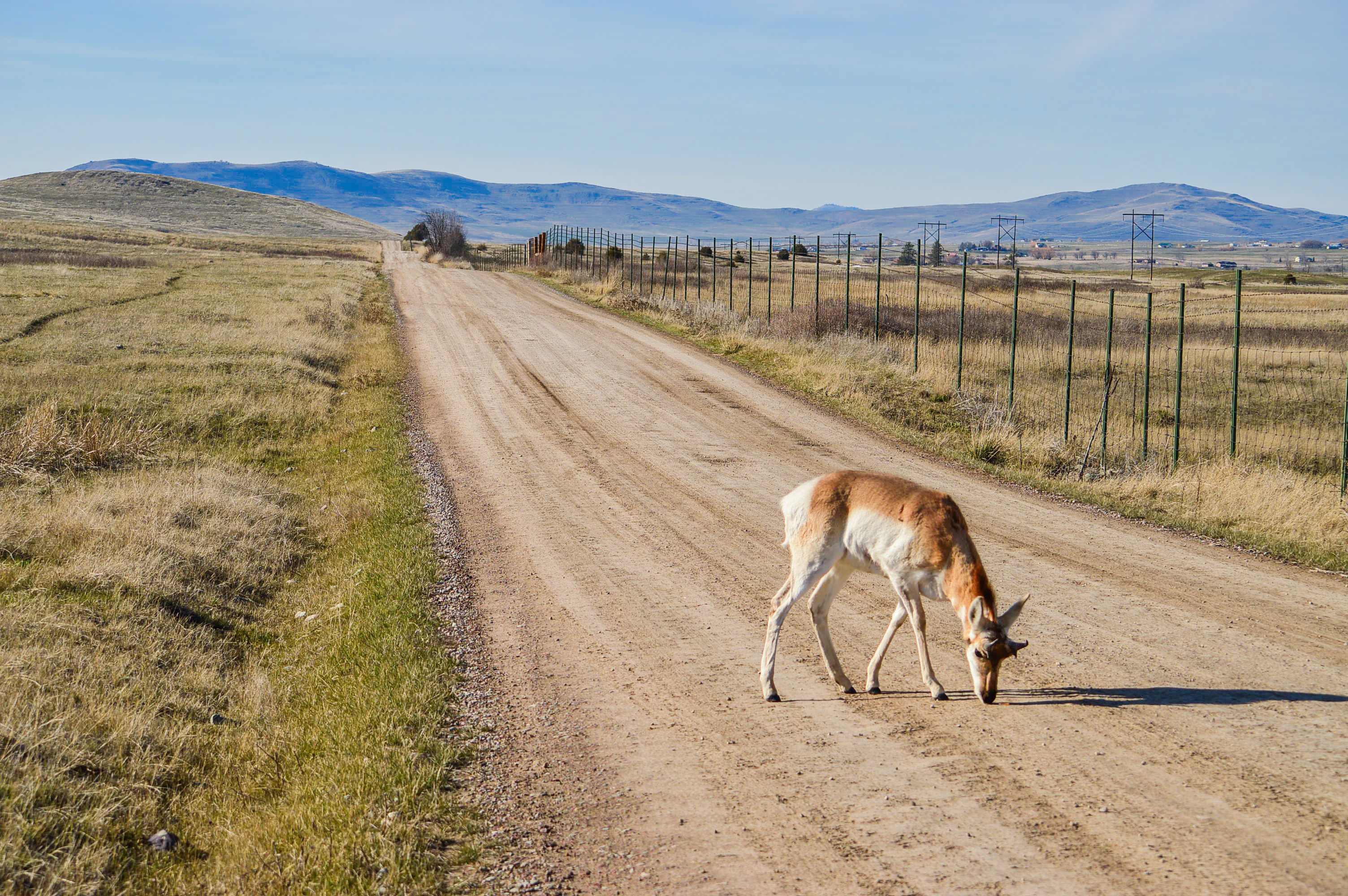 Pronghorn Antelope Road