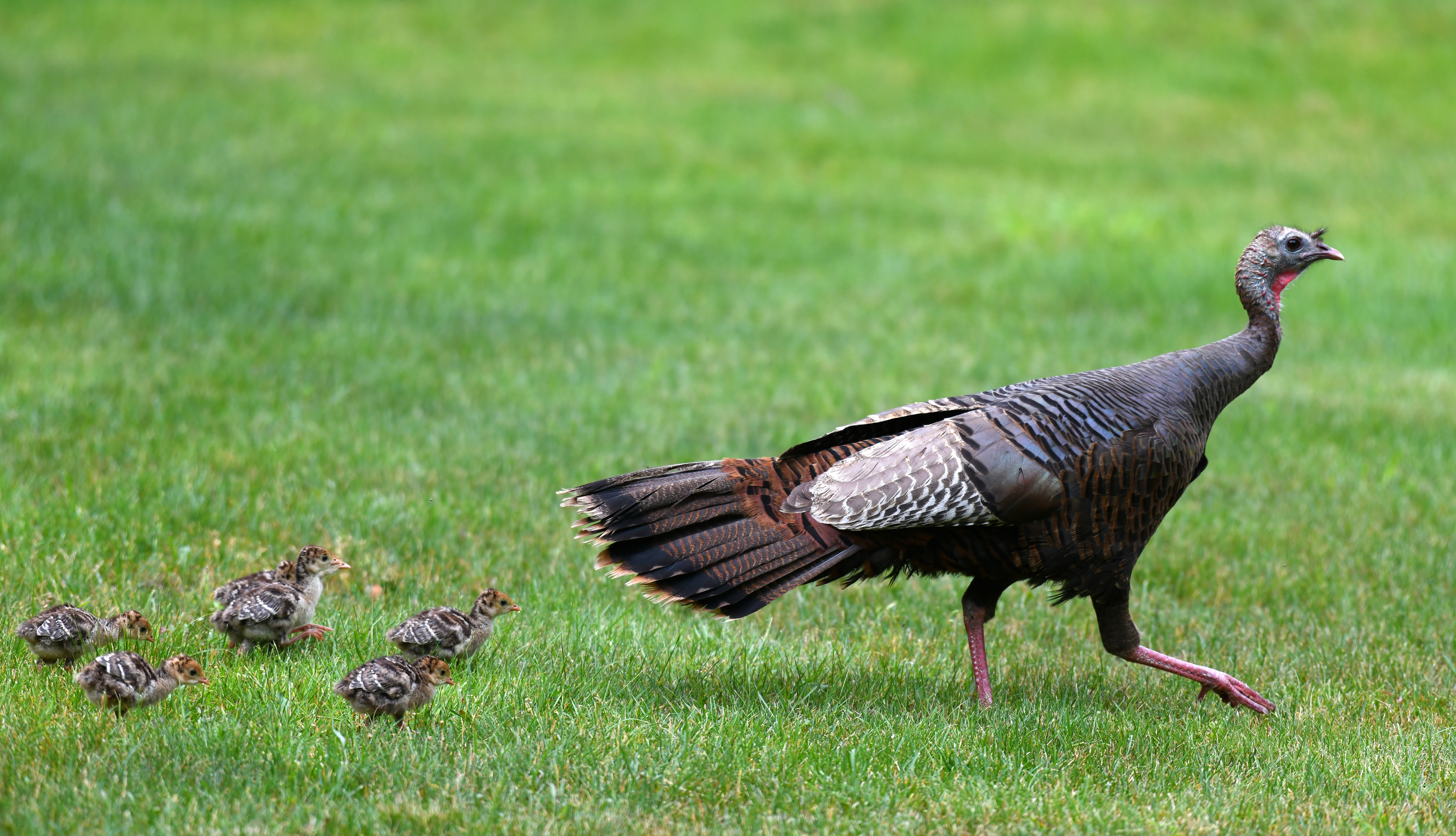 Turkeypoults