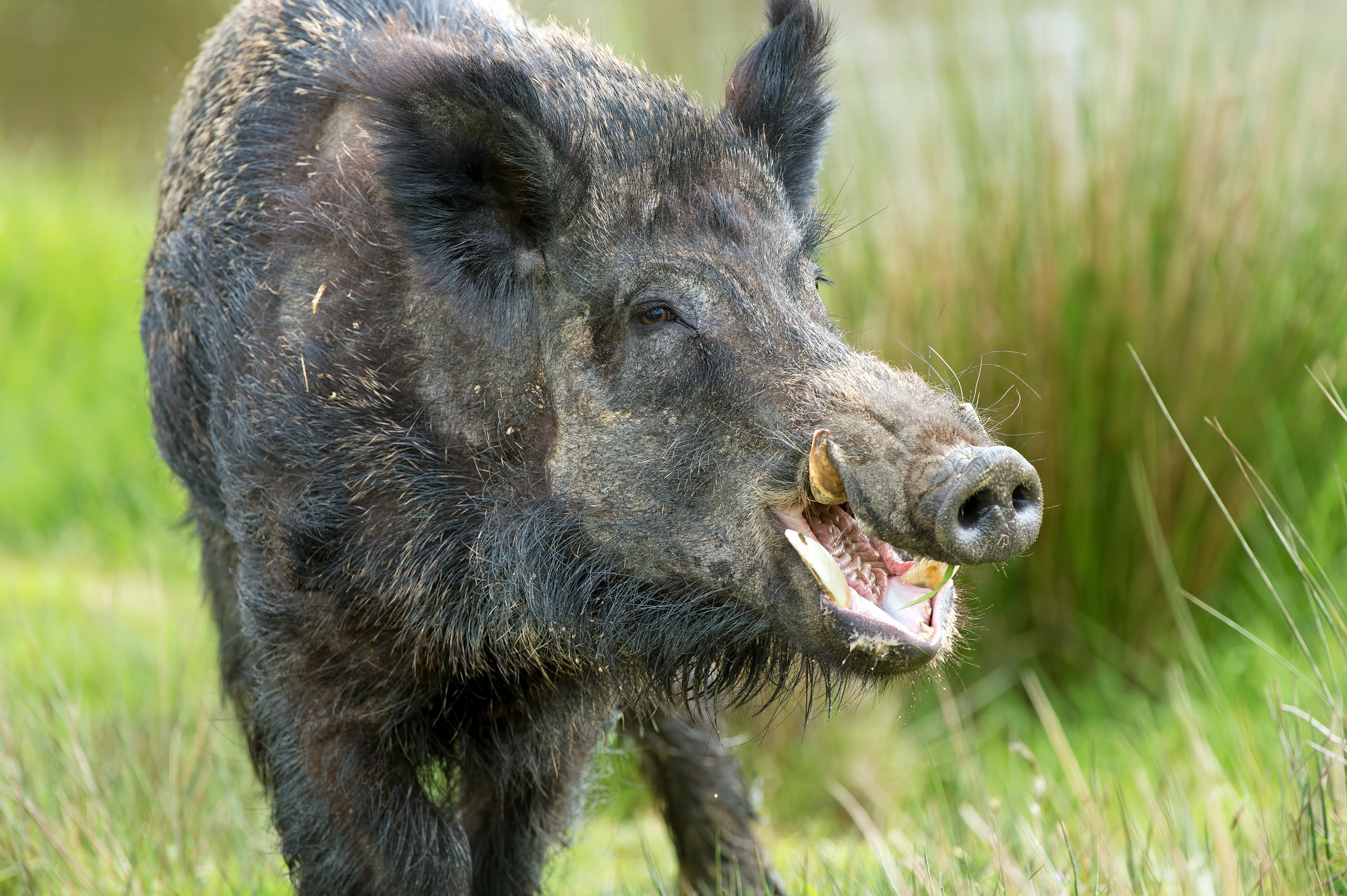 WildHogClose