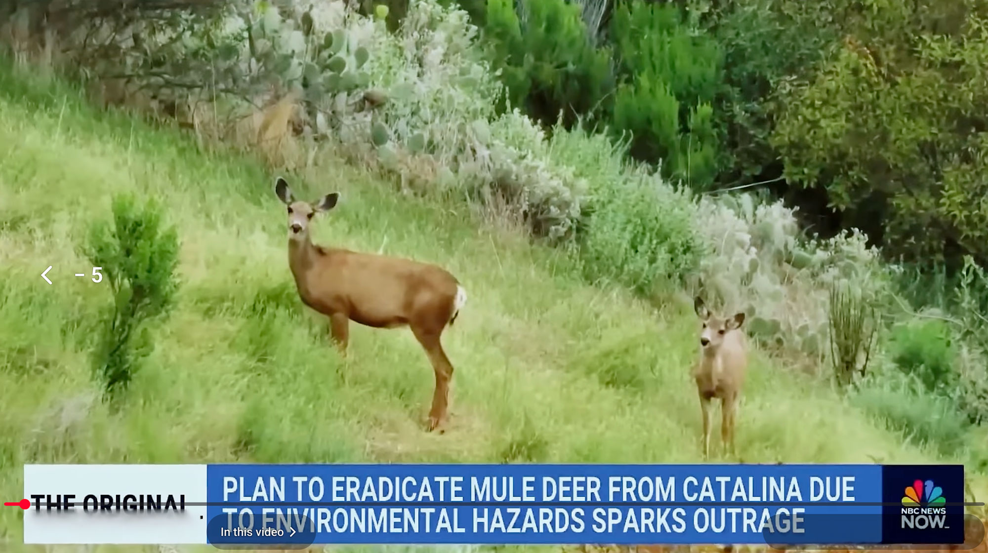 catalina-deer