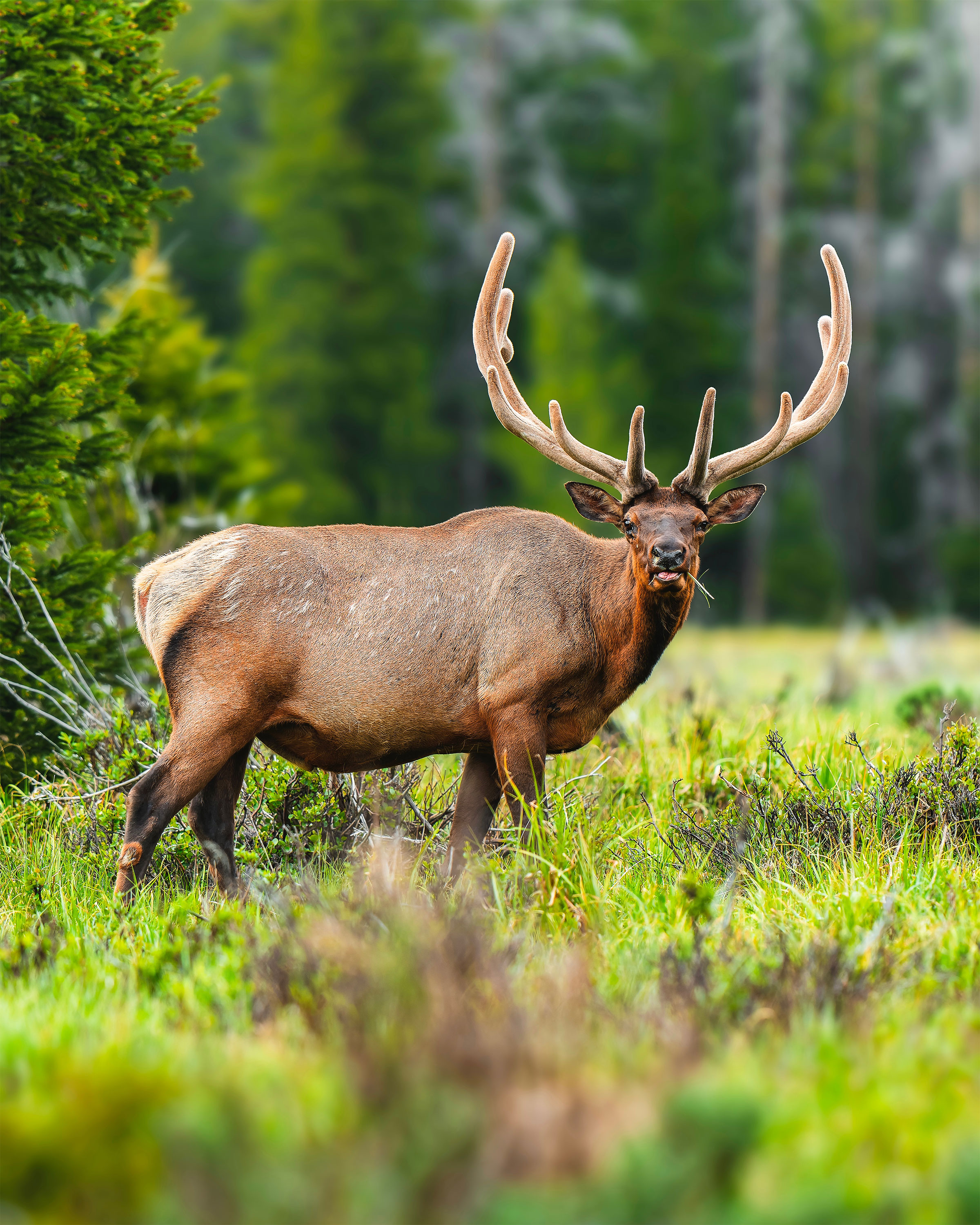 wildlife-photo