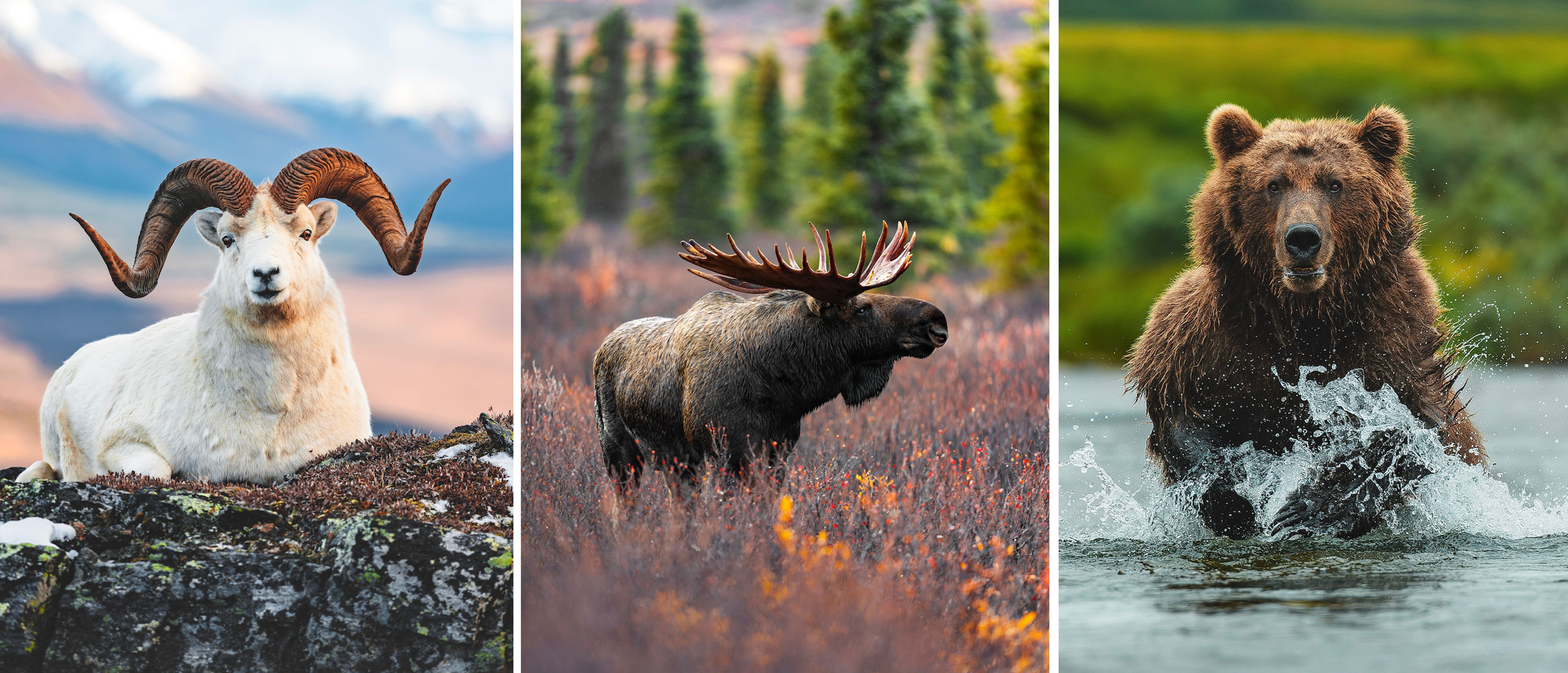 wildlife